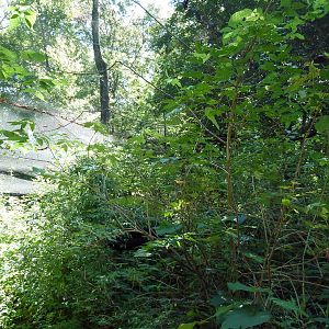 Wild Africa - Walk-Through Forest Aviary
