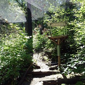 Wild Africa - Walk-Through Forest Aviary