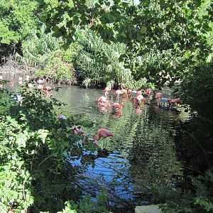 Caribbean Flamingos