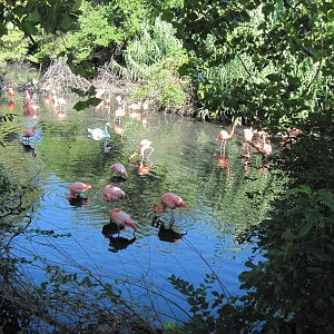 Caribbean Flamingos and Mute Swan