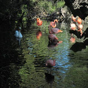 Caribbean Flamingos and Mute Swan