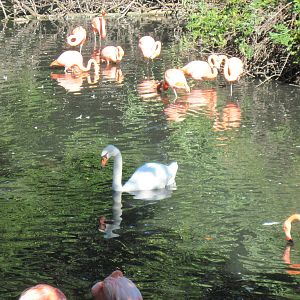 Caribbean Flamingos and Mute Swan