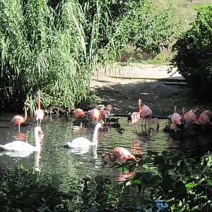 Caribbean Flamingos and Mute Swans