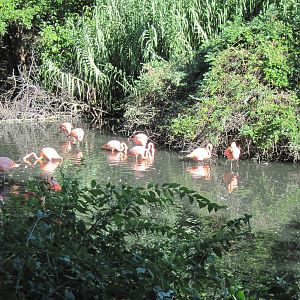 Caribbean Flamingos