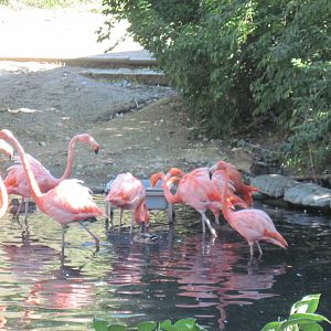 Caribbean Flamingos