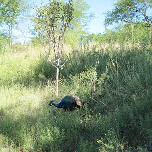 Common Peafowl