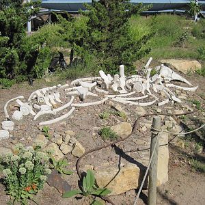 Penguin Cove-Whale Carcass