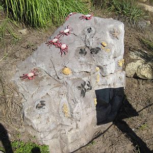 Penguin Cove-Fake Rock