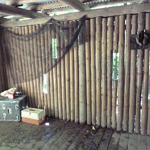 Wild Africa - Red River Hog Exhibit - Viewing Slots