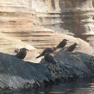 Penguin Cove-Inca Terns