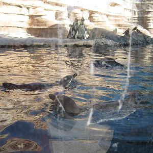 Penguin Cove-Humboldt Penguins