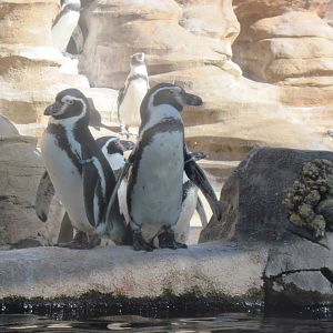 Penguin Cove-Humboldt Penguins