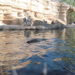 Penguin Cove-Humboldt Penguins