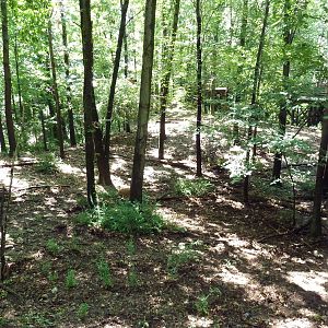 Wild Africa - Red River Hog Exhibit