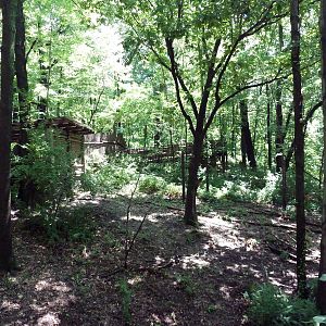 Wild Africa - Red River Hog Exhibit