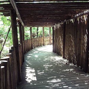 Wild Africa - Red River Hog Exhibit - Elevated Boardwalk