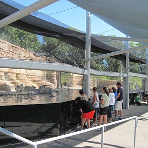 Penguin Cove-Humboldt Penguin/Inca Tern Exhibit