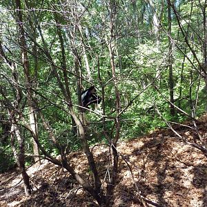 Wild Africa - Black Mangabey/Colobus Monkey Exhibit