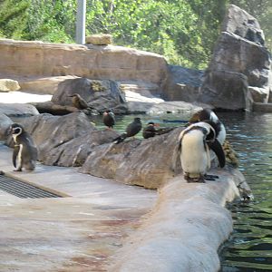 Penguin Cove-Humboldt Penguins and Inca Terns