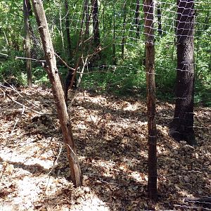 Wild Africa - Black Mangabey/Colobus Monkey Exhibit