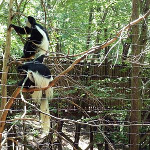 Wild Africa - Black Mangabey/Colobus Monkey Exhibit