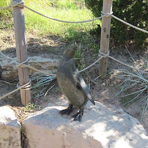 Penguin Cove-Statuary