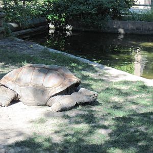 Reptile House-Aldabra Giant Tortoise