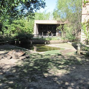 Reptile House-Aldabra Giant Tortoise Exhibit