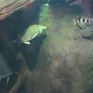 Reptile House-Turtles and Archerfish