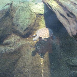 Reptile House-Turtle