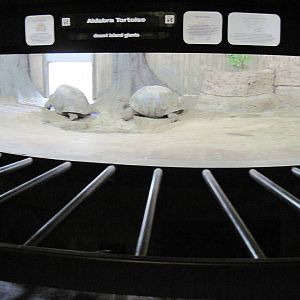 Reptile House-Aldabra Giant Tortoise Exhibit