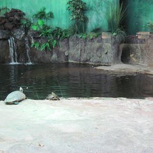 Reptile House-Yangtze River Exhibit