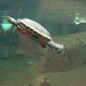Reptile House-Turtle