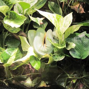 Reptile House-Green Tree Python