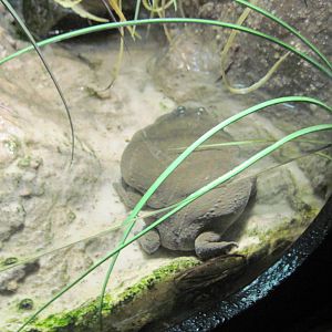 Reptile House-Budgett's Frog
