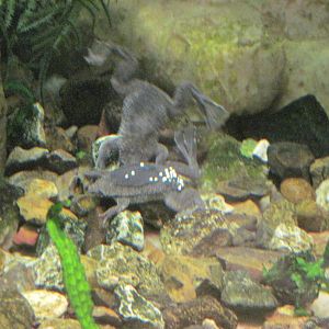 Reptile House-Sabana Surinam Toad