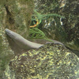 Reptile House-Aquatic Caecilian