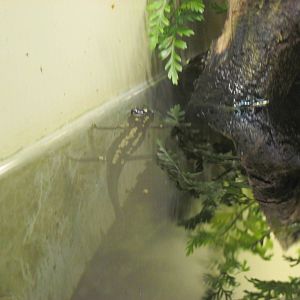 Reptile House-Okinawan Newt