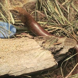 Reptile House-Glass Lizard