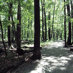 Wild Africa - Visitor Pathway