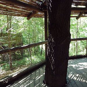 Wild Africa - Black Mangabey/Colobus Monkey Exhibit