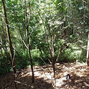 Wild Africa - Black Mangabey/Colobus Monkey Exhibit
