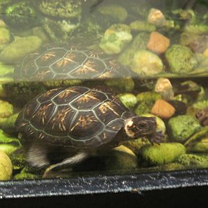 Reptile House-Bog Turtle