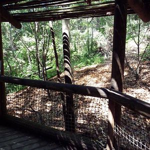 Wild Africa - Black Mangabey/Colobus Monkey Exhibit