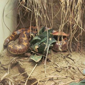 Reptile House-Kenya Sand Boa