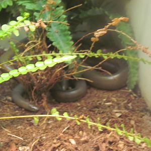 Reptile House-Rubber Boa
