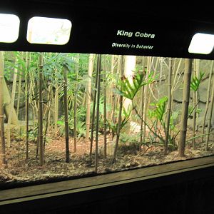 Reptile House-King Cobra Exhibit