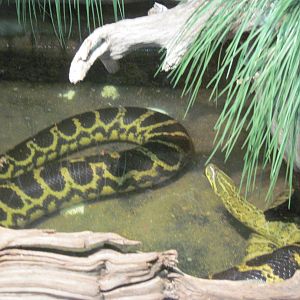 Reptile House-Yellow Anaconda