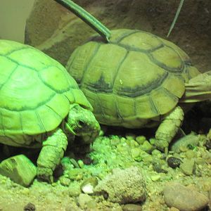 Reptile House-Egyptian Tortoises