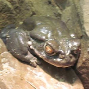 Reptile House-Sonoran Desert Toad